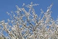 Flowering branches of cherry plum Prunus cerasifera with white flowers against blue sky Royalty Free Stock Photo