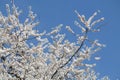 Flowering branches of cherry plum Prunus cerasifera with white flowers against blue sky Royalty Free Stock Photo