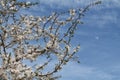 Flowering branches of cherry plum Prunus cerasifera with white flowers against blue sky with moon Royalty Free Stock Photo
