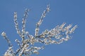 Flowering branches of cherry plum Prunus cerasifera with white flowers against blue sky Royalty Free Stock Photo