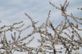 Flowering branches of cherry plum Prunus cerasifera with white flowers against blue sky Royalty Free Stock Photo