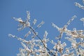 Flowering branches of cherry plum Prunus cerasifera with white flowers against blue sky Royalty Free Stock Photo