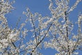 Flowering branches of cherry plum Prunus cerasifera with white flowers against blue sky Royalty Free Stock Photo