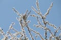 Flowering branches of cherry plum Prunus cerasifera with white flowers against blue sky Royalty Free Stock Photo