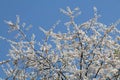 Flowering branches of cherry plum Prunus cerasifera with white flowers against blue sky Royalty Free Stock Photo