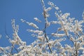 Flowering branches of cherry plum Prunus cerasifera with white flowers against blue sky Royalty Free Stock Photo