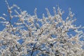 Flowering branches of cherry plum Prunus cerasifera with white flowers against blue sky Royalty Free Stock Photo