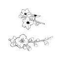 Flowering branches of cherry. Vector sketch illustration.