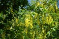 Flowering branches of laburnum against blue sky in May Royalty Free Stock Photo