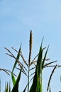 Flowering branches of corn. Corn on a background of blue sky Royalty Free Stock Photo