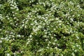 Flowering branches of Cotoneaster horizontalis in spring Royalty Free Stock Photo