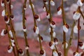 Flowering branches of decorative willow in early spring