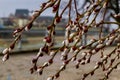 Flowering branches of decorative willow in early spring