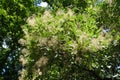 Flowering branches of European smoketree in July