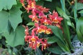 The Flowering Branches of a Firecat Jamaica Nice, Wilsonara Orchid Royalty Free Stock Photo