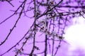 Flowering branches of the fruit tree against the sky in purple color, cherry blooming flower tree, selective focus, close up Royalty Free Stock Photo