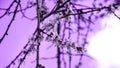 Flowering branches of the fruit tree against the sky in purple color, cherry blooming flower tree, selective focus, close up Royalty Free Stock Photo