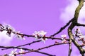 Flowering branches of the fruit tree against the sky in purple color, cherry blooming flower tree, selective focus, close up Royalty Free Stock Photo