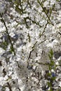 Flowering branches of fruit trees Royalty Free Stock Photo