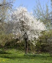 Flowering branches of fruit trees Royalty Free Stock Photo