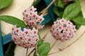 Flowering branches of Hoya Carnosa