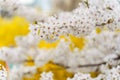 Flowering branches of Japanese ornamental cherry Prunus yedoensis in spring in the park on a yellow background