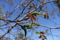 Flowering branches of Juglans regia against the sky Royalty Free Stock Photo