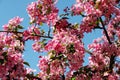 Flowering branches of a paradise apple tree Royalty Free Stock Photo