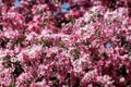 Flowering branches of a paradise apple tree Royalty Free Stock Photo