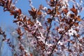 Flowering branches of purple leaved prunus pissardii Royalty Free Stock Photo