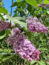 Flowering branches of purple striped lilac