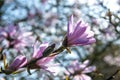 Saucer magnolia Magnolia x soulangeana, a hybrid plant in the genus Magnolia and family Magnoliaceae Royalty Free Stock Photo