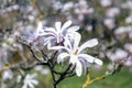 Saucer magnolia Magnolia x soulangeana, a hybrid plant in the genus Magnolia and family Magnoliaceae Royalty Free Stock Photo