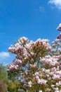 Saucer magnolia Magnolia x soulangeana, a hybrid plant in the genus Magnolia and family Magnoliaceae Royalty Free Stock Photo
