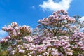 Saucer magnolia Magnolia x soulangeana, a hybrid plant in the genus Magnolia and family Magnoliaceae