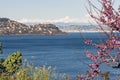 Flowering branches, snow-capped Alps on horizon Royalty Free Stock Photo