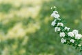 Flowering branches of spirea Nippon. White flowers in the spring garden close-up