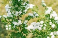 Flowering branches of spirea Nippon. White flowers in the spring garden close-up