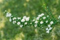 Flowering branches of spirea Nippon. White flowers in the spring garden close-up