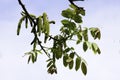 Flowering branches of a walnut in the garden in spring, walnut earrings dangle from the branches against the sky Royalty Free Stock Photo