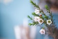 flowering branches with wax flowers (Chamaelaucium uncinatum)