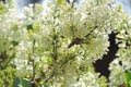 flowering branches of white lilac, springtime     . Royalty Free Stock Photo