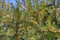 Flowering branches of yew berry Taxus baccata L.. Spring