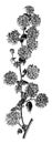 Flowering Branchlet of Kerria Japonica Flore-Pleno vintage illustration