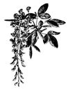 Flowering Branchlet of Laburnum Alpinum vintage illustration