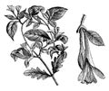 Flowering Branchlet of Lonicera Caprifolium vintage illustration