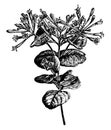 Flowering Branchlet of Lonicera Sempervirens vintage illustration