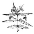 Flowering Branchlet of Malpighia Aquifolia vintage illustration