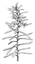 Flowering Branchlet of Myoporum Parvifolium vintage illustration