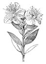 Flowering Branchlet of Myrtus Communis vintage illustration